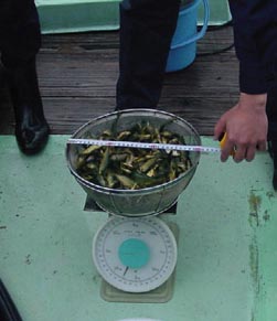 �������ꂽ�����Ⴑ