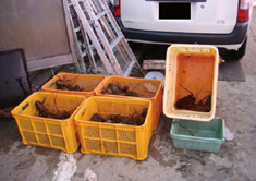 �������ꂽ��������