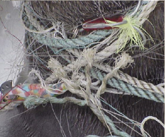 巡視艇緊急出動!要救助者はオットセイ!?