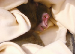 �ߊl���ꂽ��