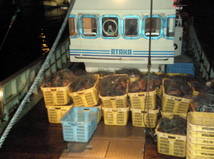 �������ꂽ��ʂ̖т���