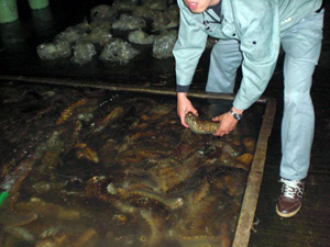 �������ꂽ�i�}�R