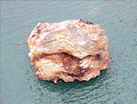 �C�u�̕\�ʂ𕢂��Ă����L��