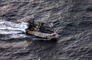 ��p�����Ƃ̏�D�������D�u�����i�J���G���j99���v