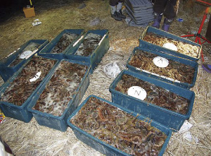 �������ꂽ�u�Ȃ܂��v