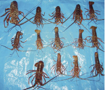 ��^�҂��̕߂����ɐ��C�V