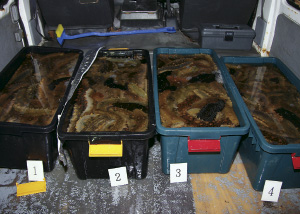 �������ꂽ�u�i�}�R�v