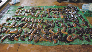 �Ȃ܂������햧��������