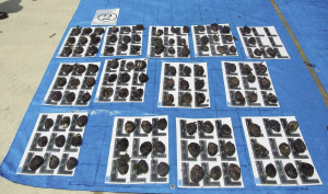 �������ꂽ�����