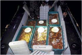 �����S���{�[�g��̂Ȃ܂��i���M�j