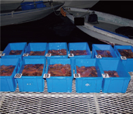 �������ꂽ�Ȃ܂��̏�