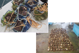 �������ꂽ�₪��