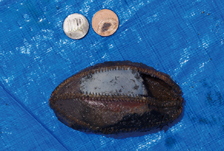 �ԗ������甭�����ꂽ���K��