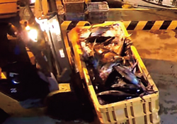 �S�����I�N���}�O�����l�󋵂̕s�񍐈ᔽ�œE��-2