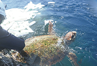 海に帰るウミガメの様子